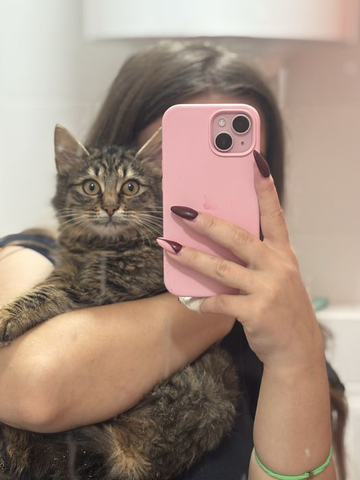 Кошеня в добрі руки