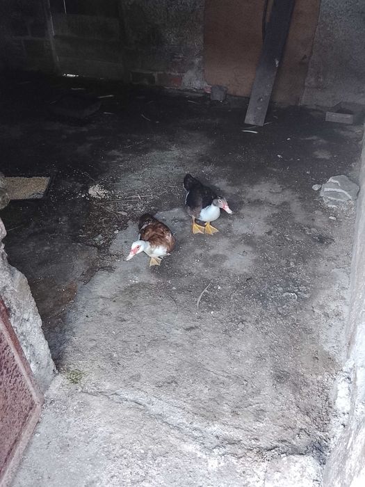 Patos mudos adultos