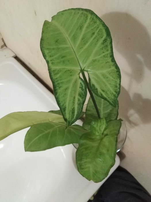 Кімнатна рослина