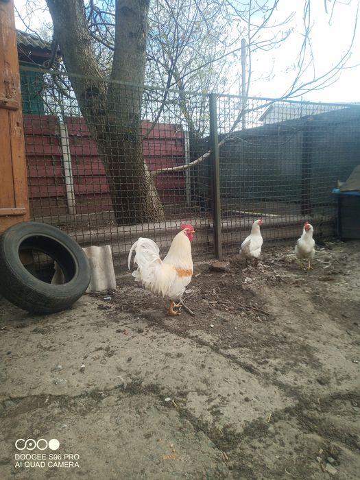 Продам яйца куриные.