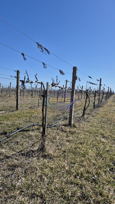 Виноградне господарство «під ключ» на березі лиману. Виноградник. Свердловина. Вода. Полив