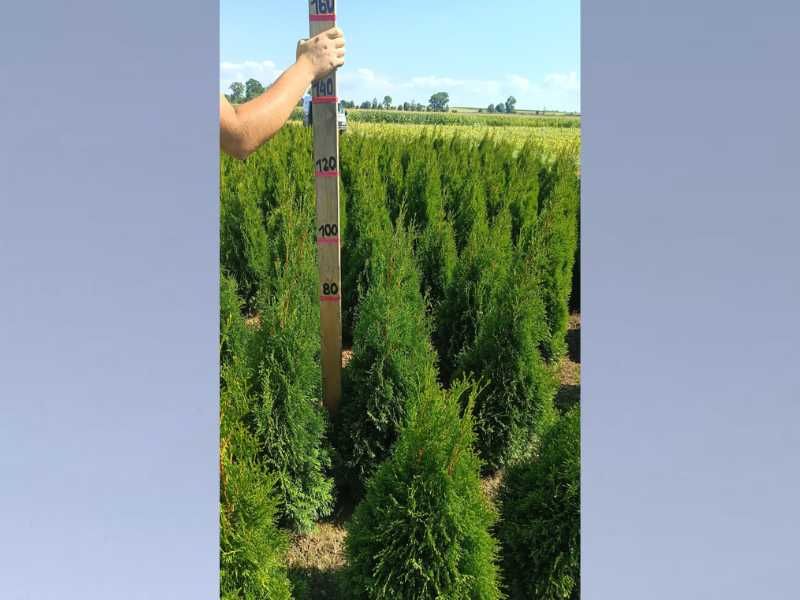 Okazja!!! Tuja SZMARAGD