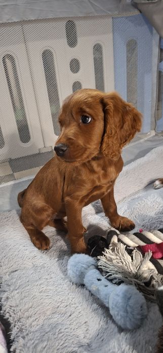 Cockapoo red - śliczne suczki gotowe do odbioru