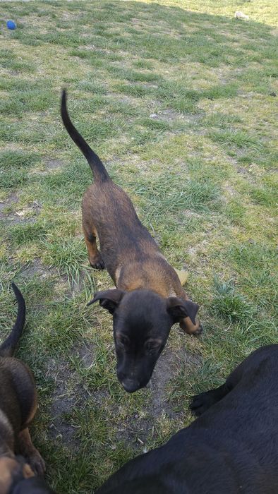Szczeniak Owczarek Belgijski Malinois piesek