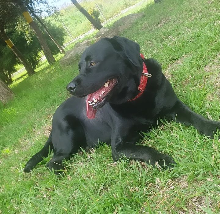 Dou labrador fêmea