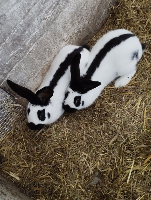 Młode samce srokacz niemiecki