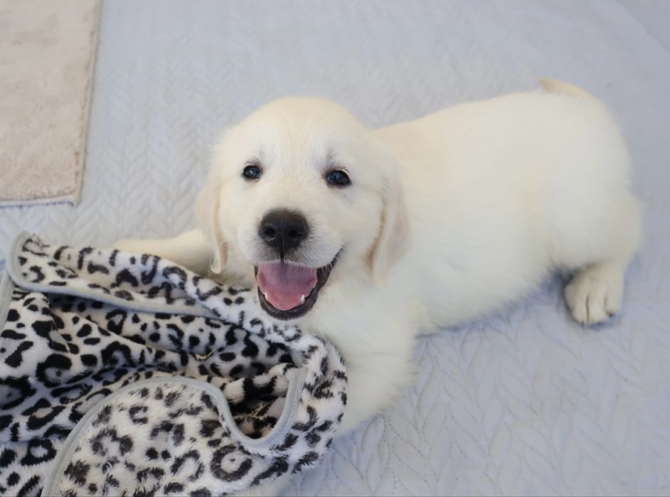 Golden Retriever fêmea com LOP