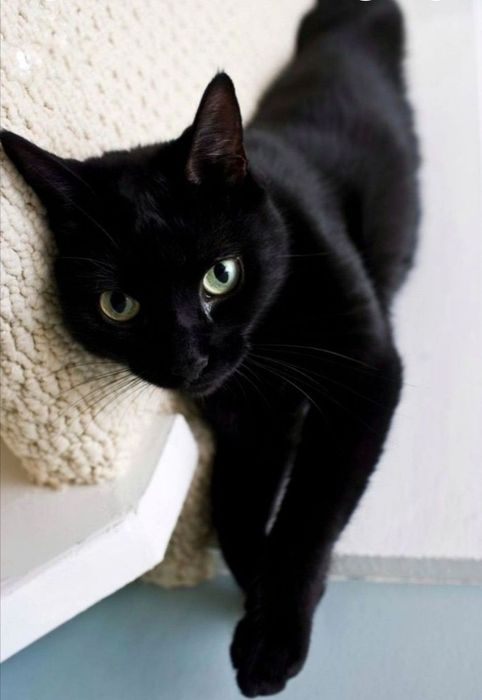 Imbir i Salem szukają domu :)