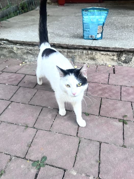 Киця в добрі руки, котик