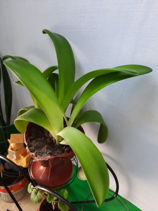 Кімнатна рослина Гемантус