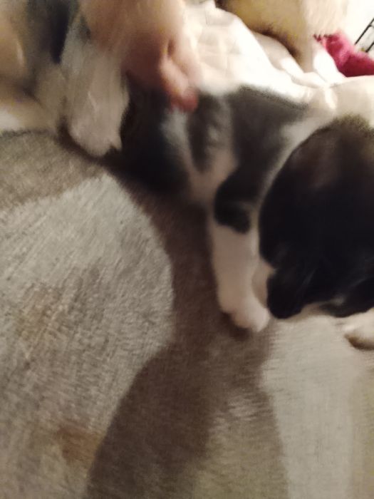 Gatinho e gatinha