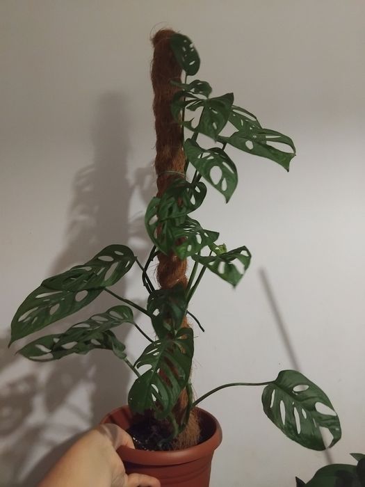 Monstera monkey małpka