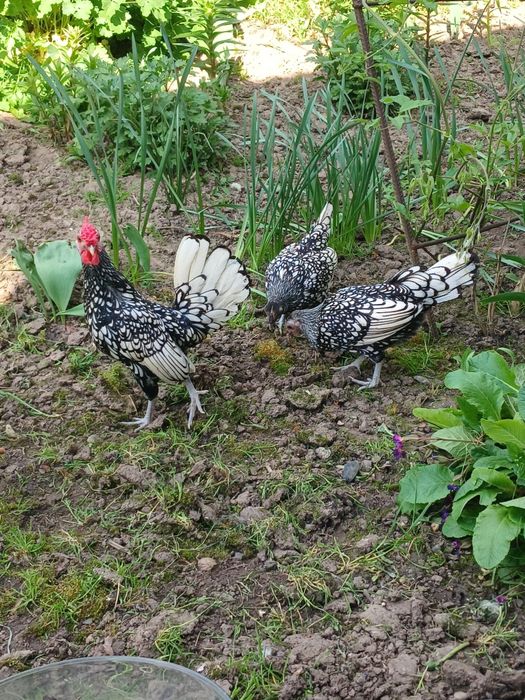 Продам кури срібний сібрайт