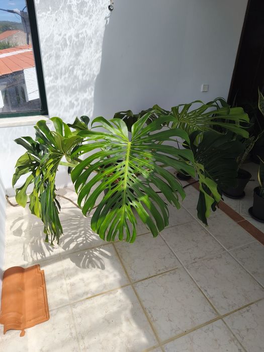 Monstera Deliciosa folhas XL, Costela de Adão, planta, plantas, natureza, jardim
