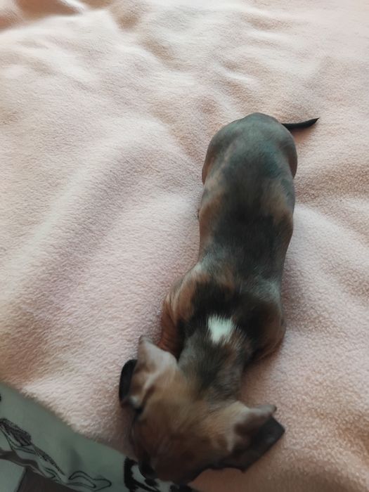 Міні таксочка з цікавим окрасом