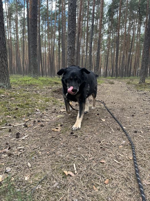 Czaruś szuka domu!