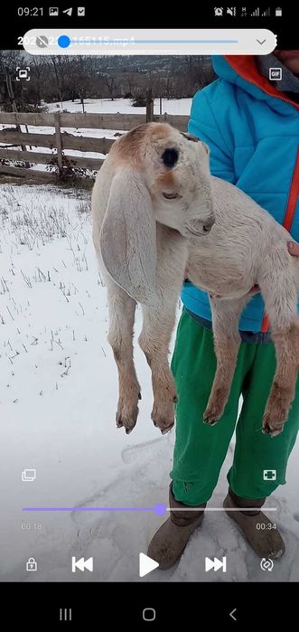 Англонубійські козенята, козлик, козочка