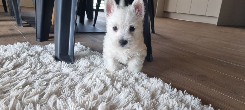 West Highland White Terrier- szczeniak suczka
