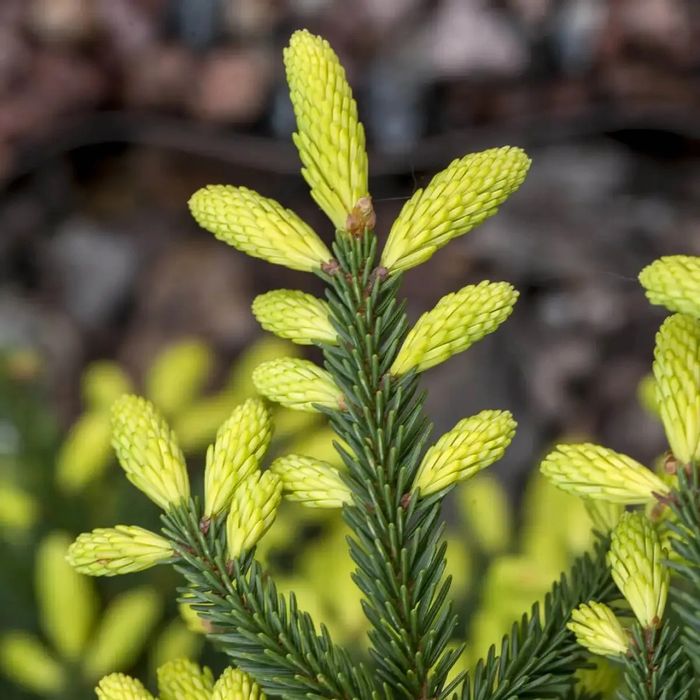 Ялина східна Ауреоспіката (picea orientalis Aureospicata)