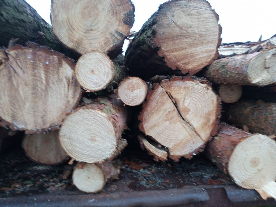 Drewno opałowe sosna