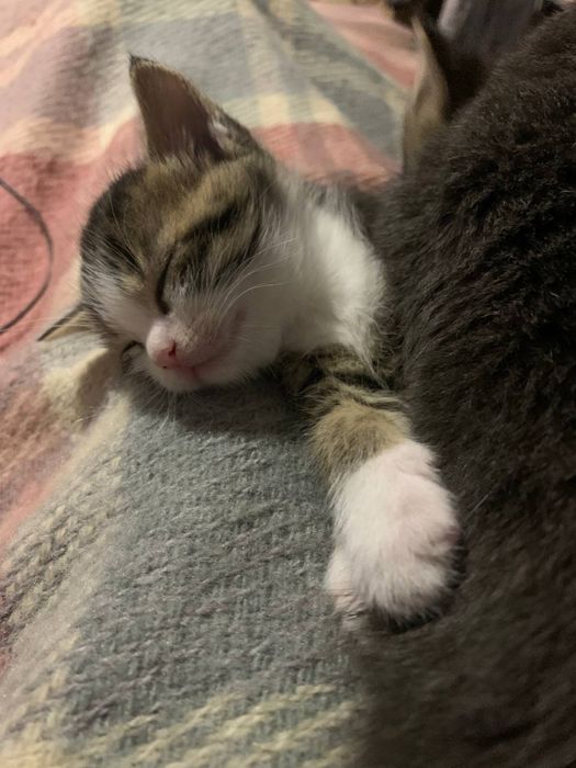 Кошеня хлопчик півтора місяця