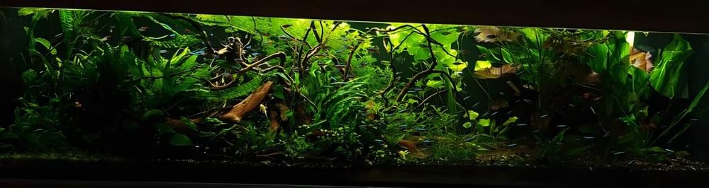 Duży korzeń do akwarium