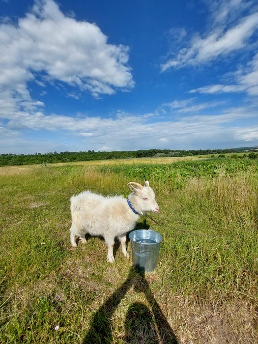 Продам кізочку 1 рік