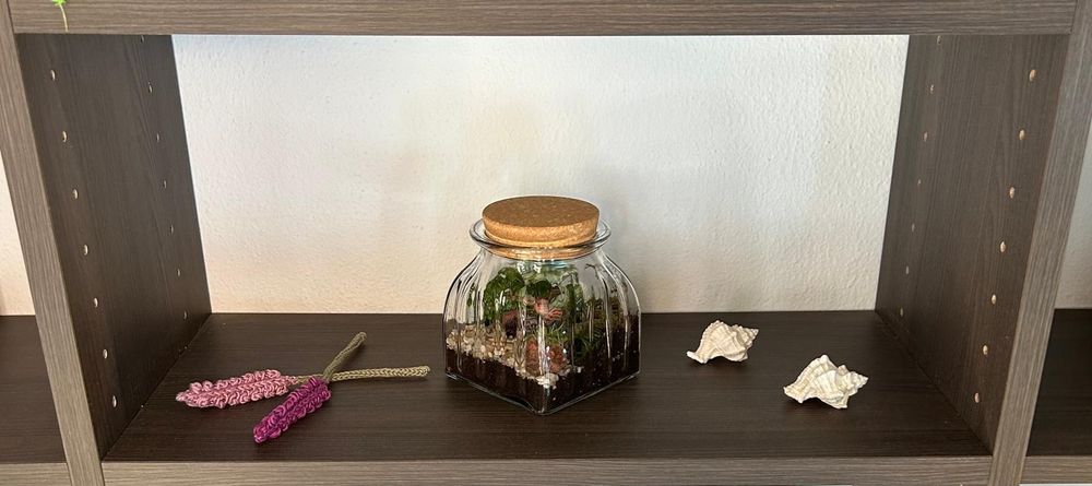 Terrários - plantas interior, vários tamanhos