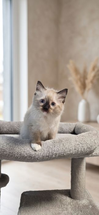 Słodka Kotka Ragdoll – Seal Point Mitted | Rezerwacja | Rodowód