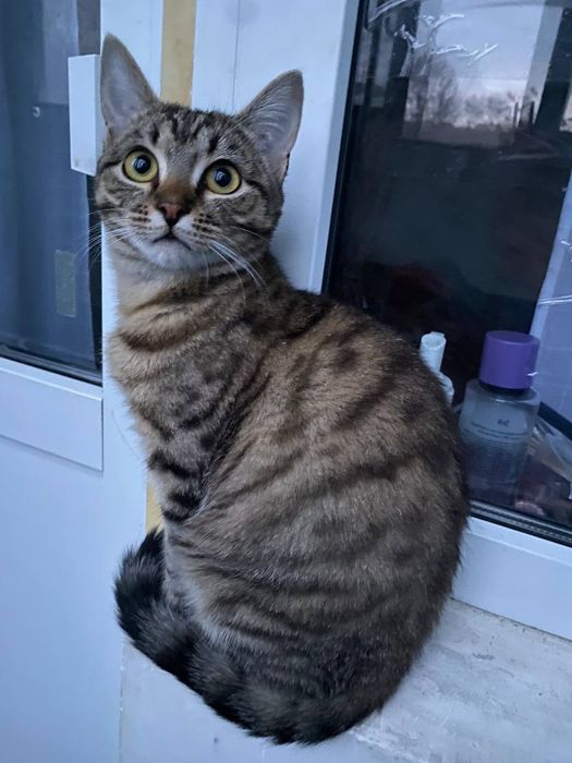 Отдам котика даром