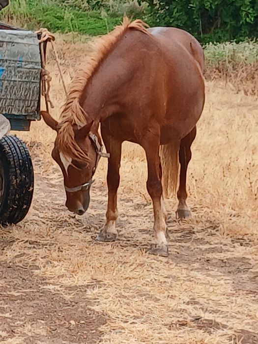 vendo egua 140 de altura