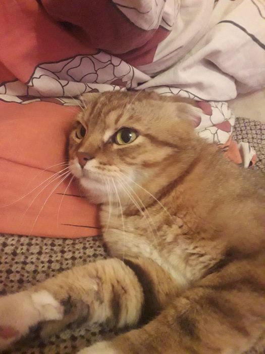 Кіт на в'язку.  в'язка кота. висловухий кіт. Случка кота ,злучка,вязка