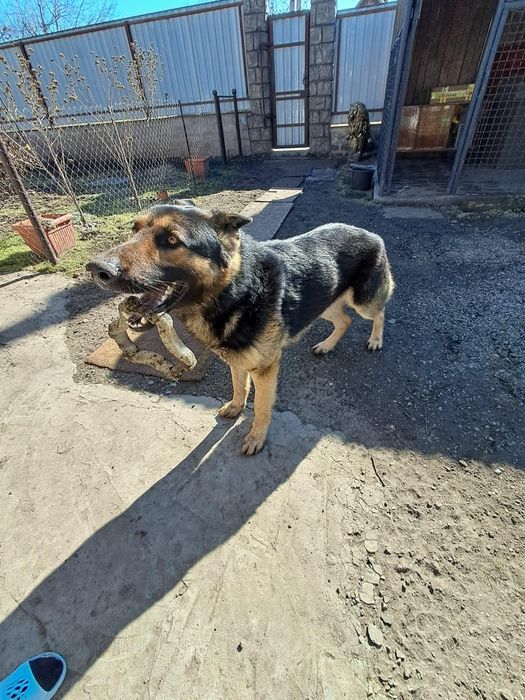 Німецькі вівчарка в добрі руки