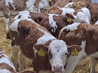 Sprzedam cielaki mięsne Piątnica Poduchowna