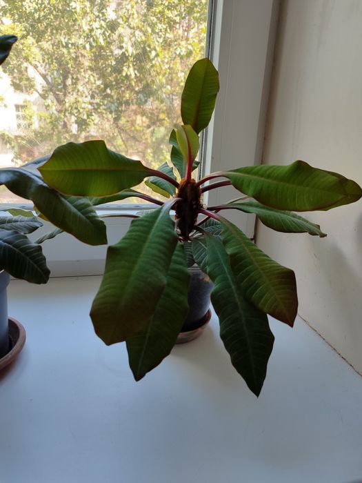 Продам растение Молочай.