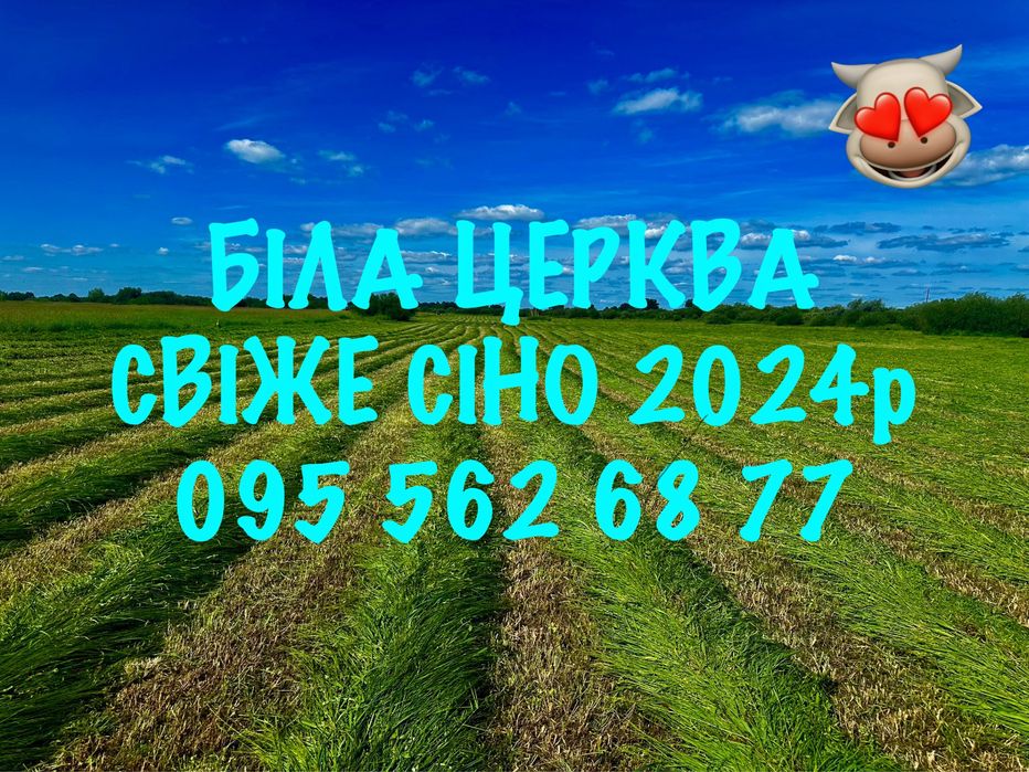 СІНО (Сено) СВІЖЕ 2025р.Лугове в тюках. Біла Церква!