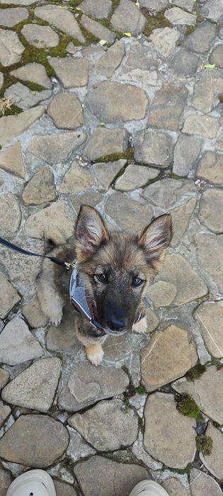 Прекрасна дівчинка шукає родину