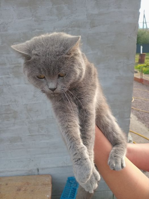 Кошенята в добрi  руки