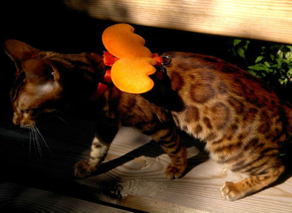 Яскраві бенгалочки в червоному. Документи WCF