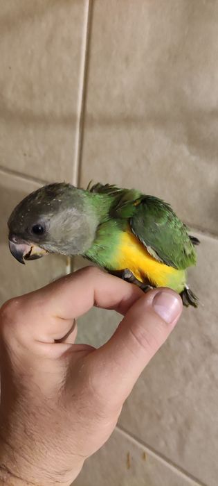 Papagaio do Senegal