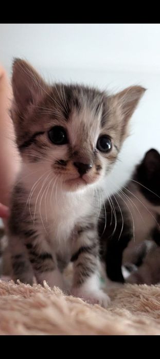 Dou gatos para adopção