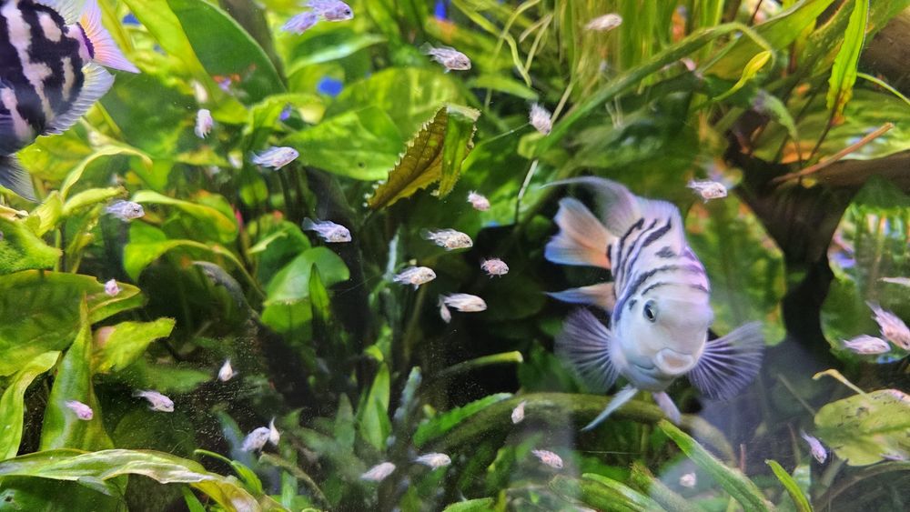 Pielegnica papuzia blue tiger (zebra)