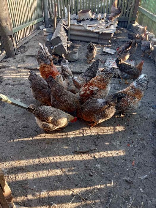 Яйце для інкубації. Півнів півники