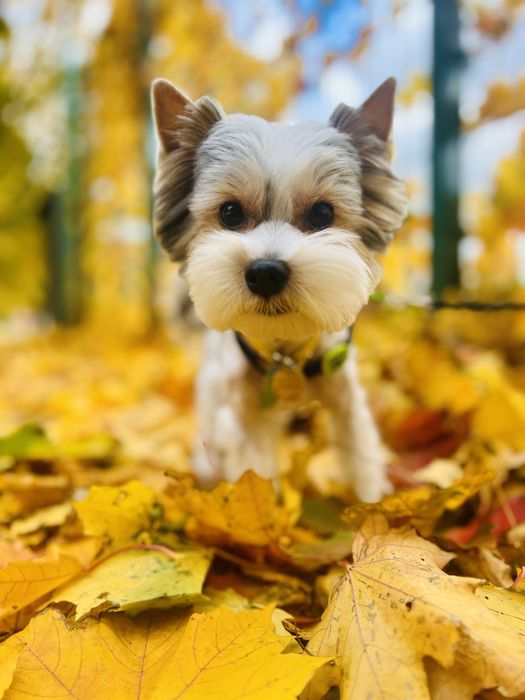 Бівер йорк хлопчик, вязка.