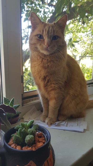 Руда кішечка Маша,стерилізована, шукає дім