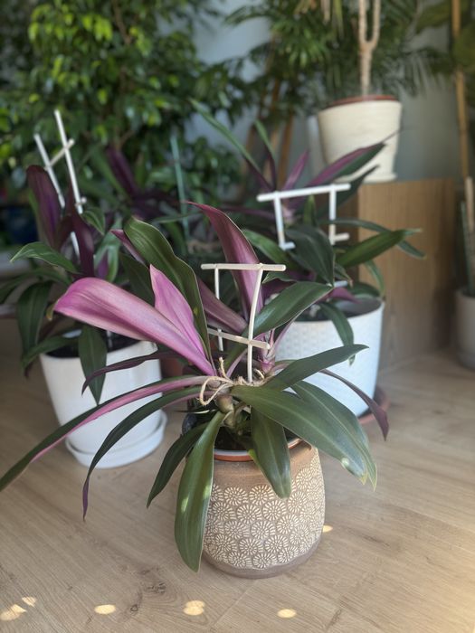 Kwiat roślina Reo meksykanskie dwukolorowe trzykrotka