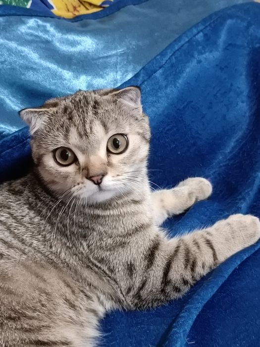 Scottish fold - Шотландський  висловухий котик ,  досі вільний.