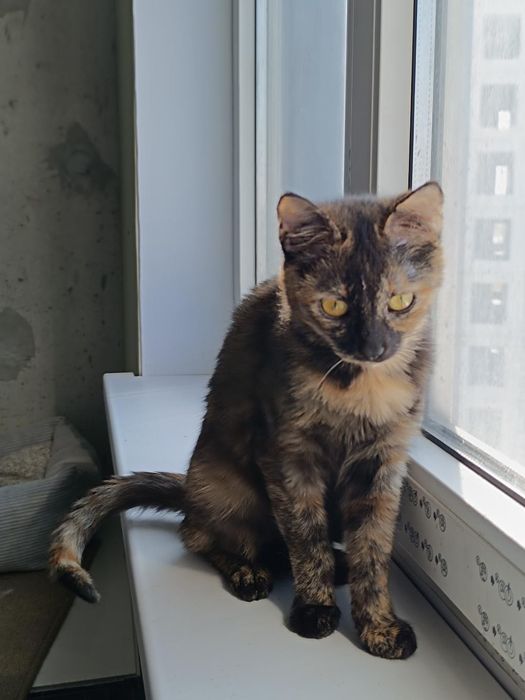 Невезучая Ниндзя бесплатно