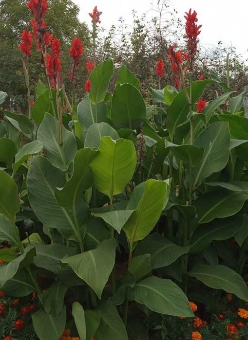 Canna Kanna Paciorecznik 10 szt ( duża )