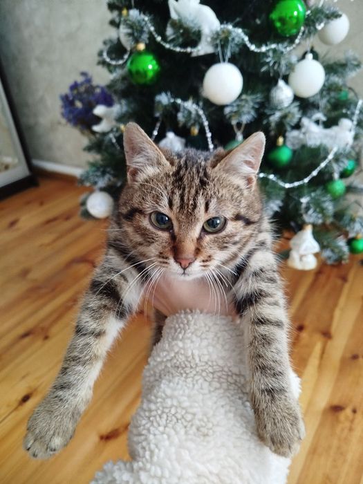 Кошеня безкоштовно